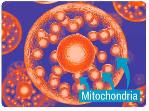science behind mitolyn